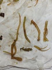 Gracilariaceae