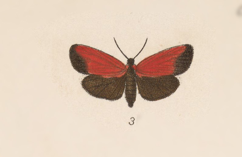 Ptychoglene pertunda