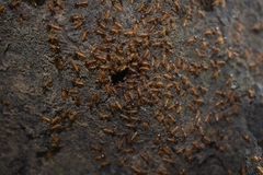 Nasutitermes surinamensis