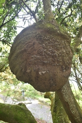 Nasutitermes surinamensis