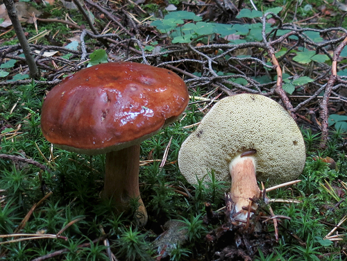 Bay Bolete