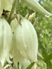 Yucca cernua