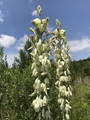 Yucca cernua
