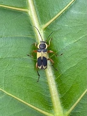 Chauliognathus diamantinensis