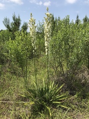 Yucca cernua