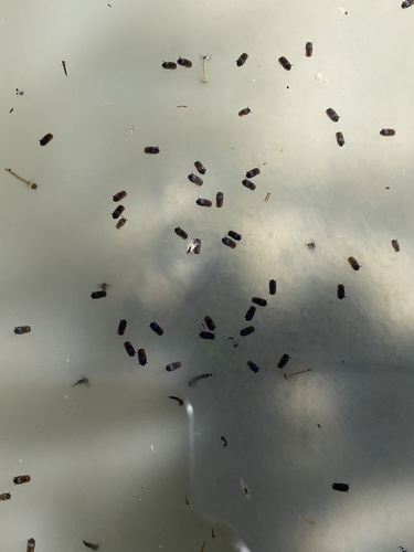 iNaturalist observation photo of Mosquitoes