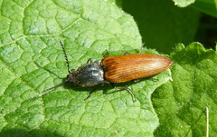 Ctenicera virens