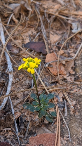 Image of Draba zionensis by (c) Darrin Gobble, some rights reserved (CC BY)