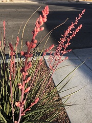 Hesperaloe