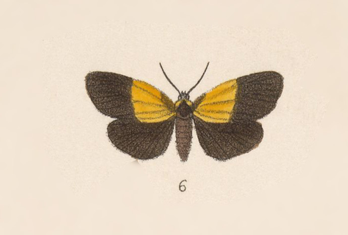Paratype ira