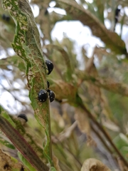 Epilachna patricia