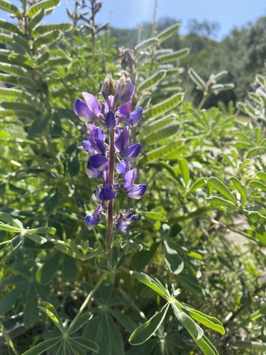 iNaturalist observation photo of arroyo lupine