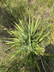 Yucca cernua