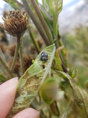 Epilachna patricia