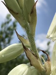 Yucca cernua