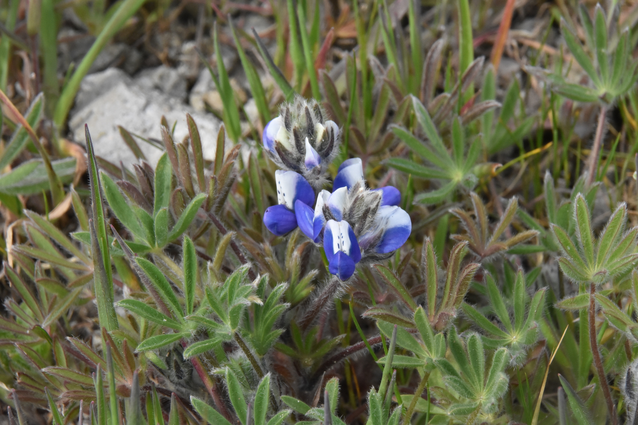 Lupinus bicolor