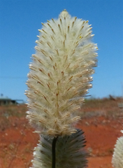 Ptilotus xerophilus