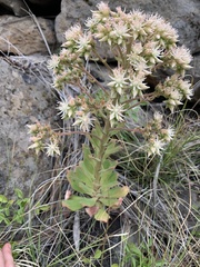 Aeonium hierrense