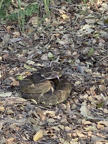iNaturalist observation photo of Northern Pacific Rattlesnake