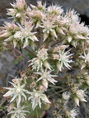 Aeonium hierrense