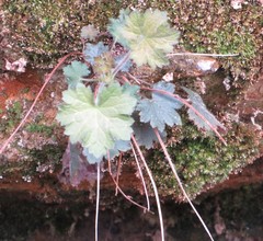 Heuchera missouriensis