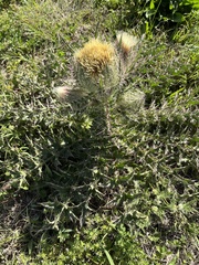 Cirsium horridulum