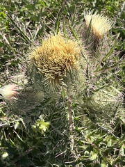 Cirsium horridulum