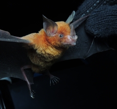 Trinycteris nicefori