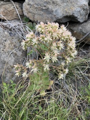 Aeonium hierrense