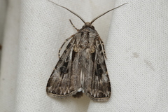 Agrotis munda