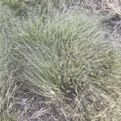 Muhlenbergia porteri