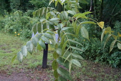 Juglans cinerea