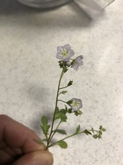 Phacelia dubia