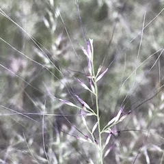 Muhlenbergia porteri
