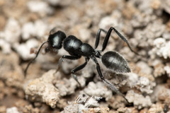 Calomyrmex albopilosus