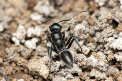 Calomyrmex albopilosus