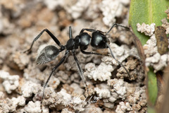 Calomyrmex albopilosus