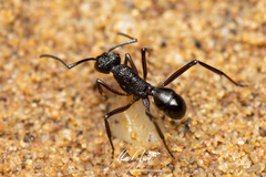 Rhytidoponera convexa