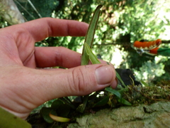 Polytaenium