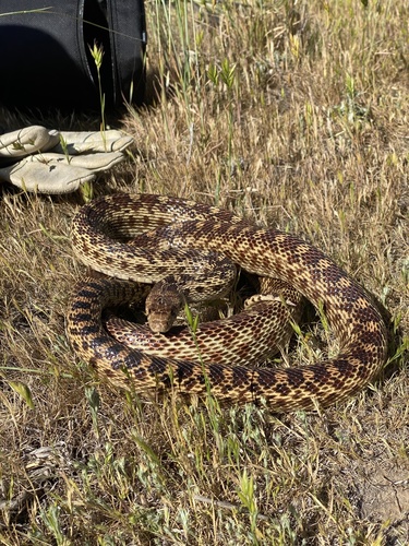 iNaturalist observation photo of Pacific Gopher Snake