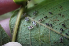 Corythucha juglandis