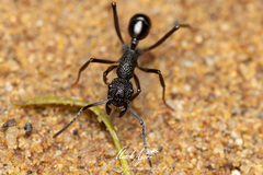 Rhytidoponera convexa