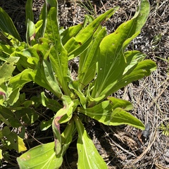 Carphephorus odoratissimus