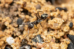 Iridomyrmex suchieri