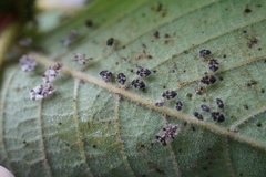 Corythucha juglandis