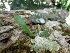 Polytaenium