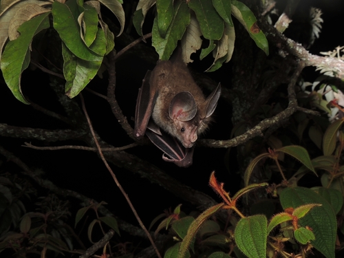 Big-eared Woolly Bat
