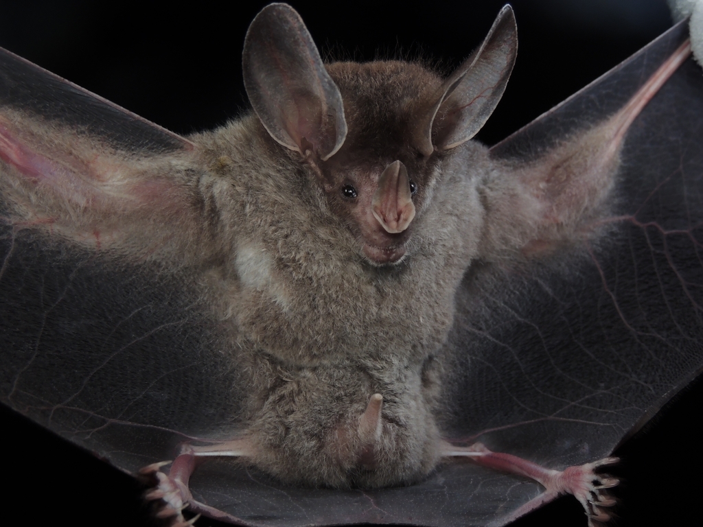 Big-eared Woolly Bat from Mariana on April 9, 2022 at 10:11 PM by