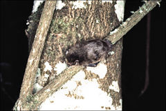 Vespadelus vulturnus