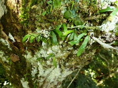 Polytaenium